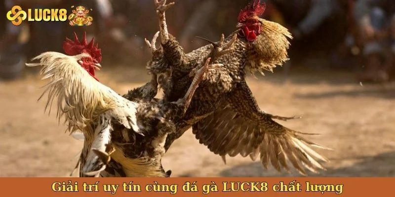 giai-tri-uy-tin-cung-da-ga-luck8-chat-luong